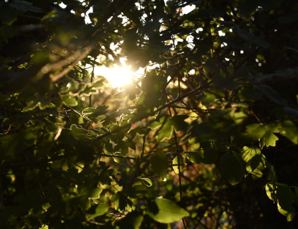 image coucher de soleil à travers le jardin